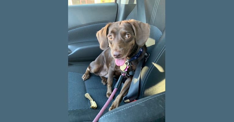 Molly, a Boykin Spaniel and American Foxhound mix tested with EmbarkVet.com