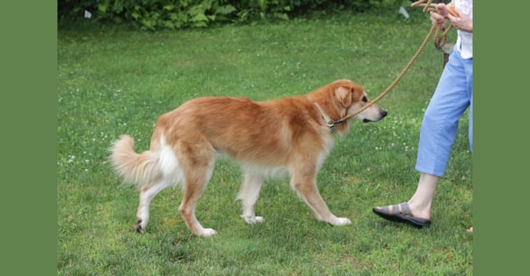 Max, an Eastern European Village Dog and Saint Bernard mix tested with EmbarkVet.com
