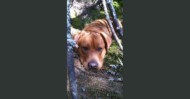 Rhue, a Labrador Retriever tested with EmbarkVet.com
