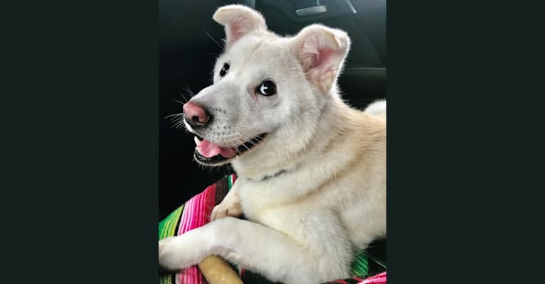 Wally, a Japanese or Korean Village Dog tested with EmbarkVet.com