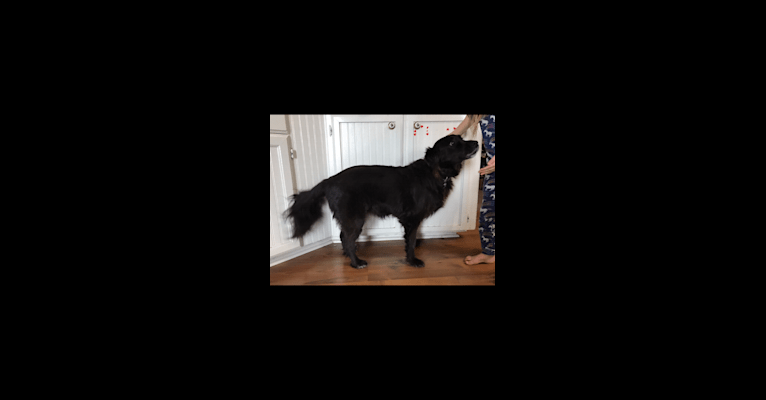 Nymeria, a Labrador Retriever and Rottweiler mix tested with EmbarkVet.com