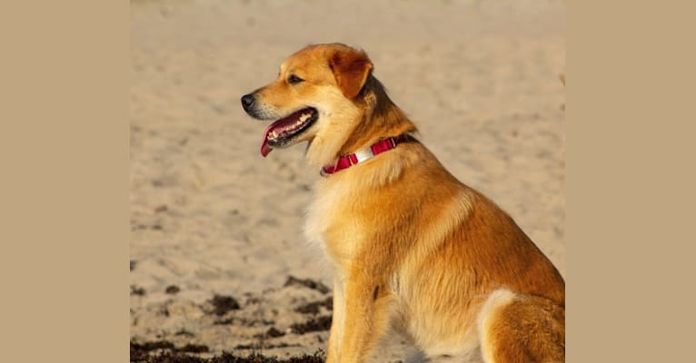 Zoey, an Australian Shepherd and Rottweiler mix tested with EmbarkVet.com