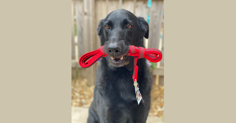 Charlie, a Poodle (Standard) and German Shepherd Dog mix tested with EmbarkVet.com