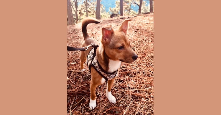 Jack, a Chihuahua and Shih Tzu mix tested with EmbarkVet.com