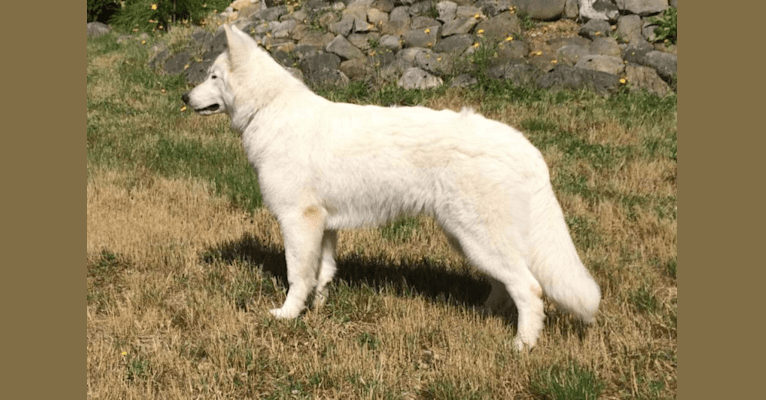 Photo of Bela, a White Shepherd  in Vancouver Island, British Columbia, Canada
