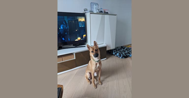 Kara, a Hong Kong Village Dog tested with EmbarkVet.com