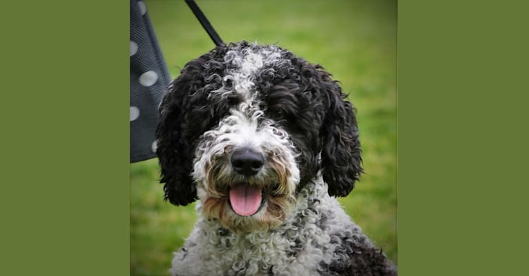 ChaCha, a Spanish Water Dog tested with EmbarkVet.com