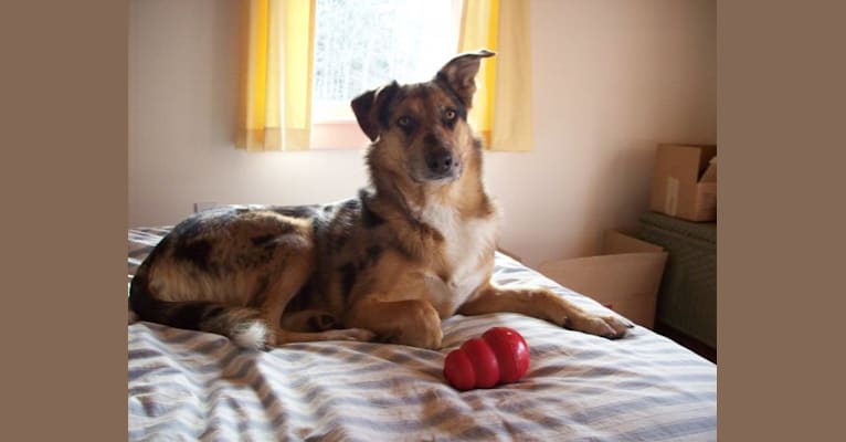 Shawnee, a German Shepherd Dog and Border Collie mix tested with EmbarkVet.com