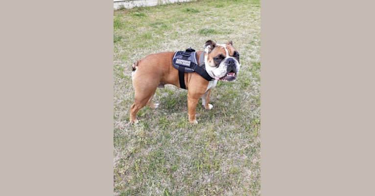 Embark Dog Dna Test Breed