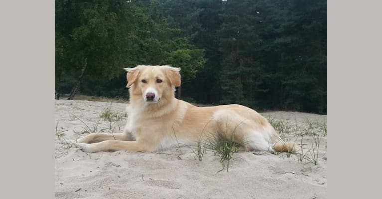 Pip, an Eastern European Village Dog tested with EmbarkVet.com
