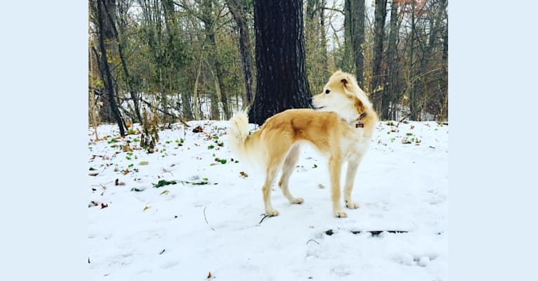 Zuzu Fox, an American Village Dog tested with EmbarkVet.com