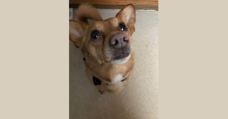 Chico, a Chihuahua and Pomeranian mix tested with EmbarkVet.com