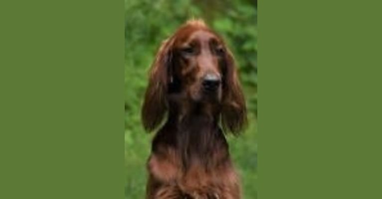 Morgan, an Irish Setter tested with EmbarkVet.com