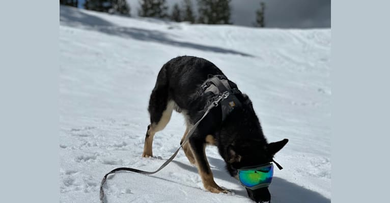 Pyro, a German Shepherd Dog (6.9% unresolved) tested with EmbarkVet.com