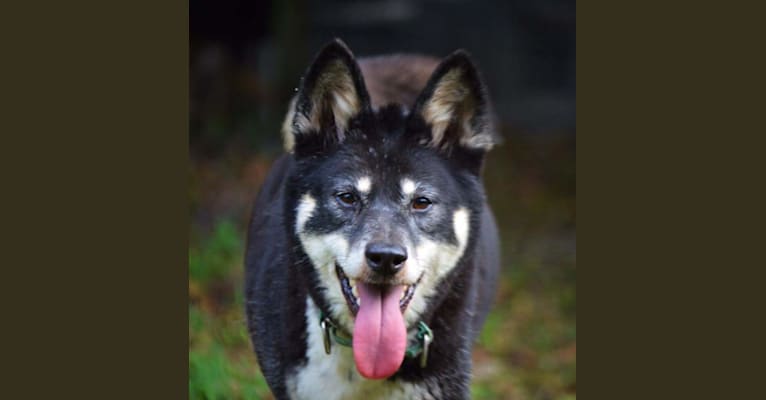 Lola, a Dingo tested with EmbarkVet.com