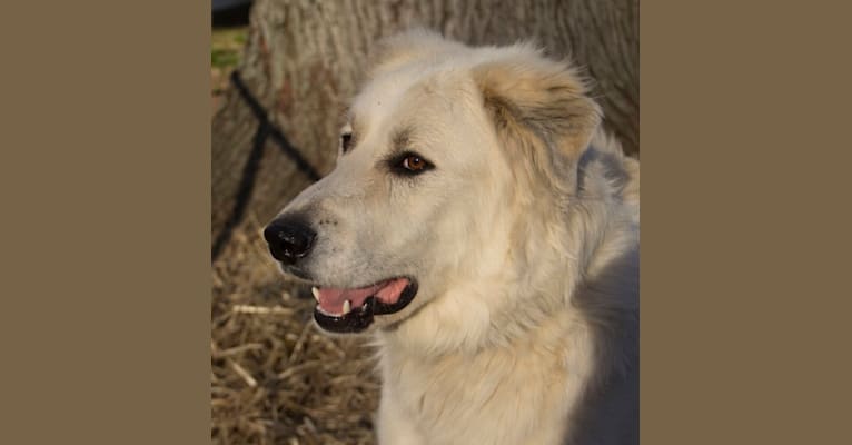 Abe, a Great Pyrenees and German Shepherd Dog mix tested with EmbarkVet.com