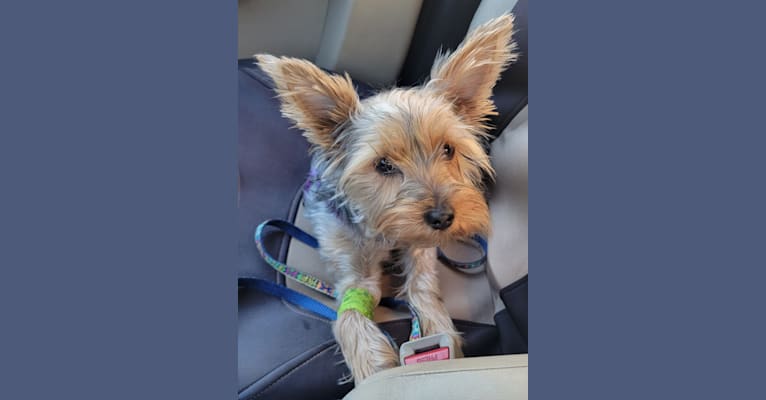 Charlie, a Yorkshire Terrier tested with EmbarkVet.com