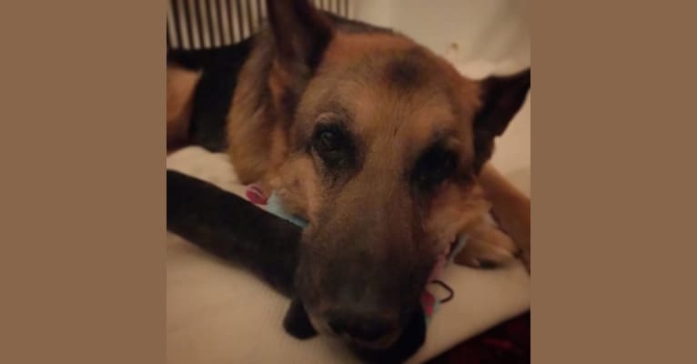 Tello, a German Shepherd Dog tested with EmbarkVet.com