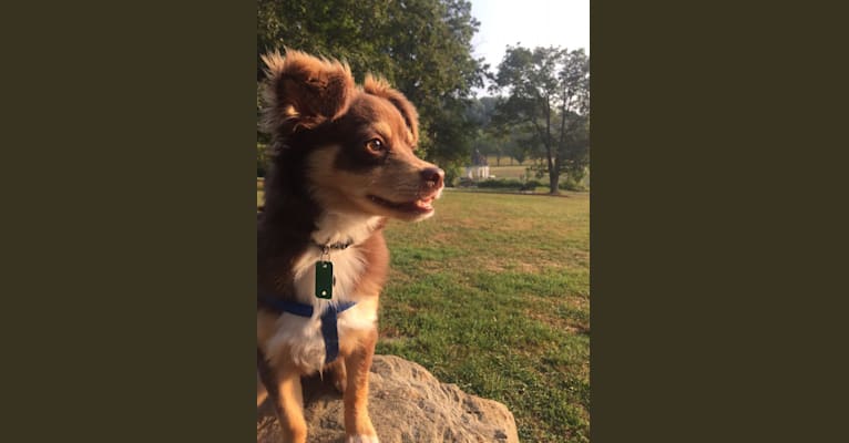 Rocky, a Chihuahua and American Eskimo Dog mix tested with EmbarkVet.com