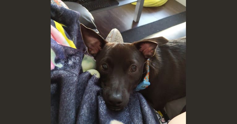 Photo of Iggy, a Chihuahua, Rat Terrier, Poodle (Small), Miniature Pinscher, and Mixed mix in Madras, Oregon, USA