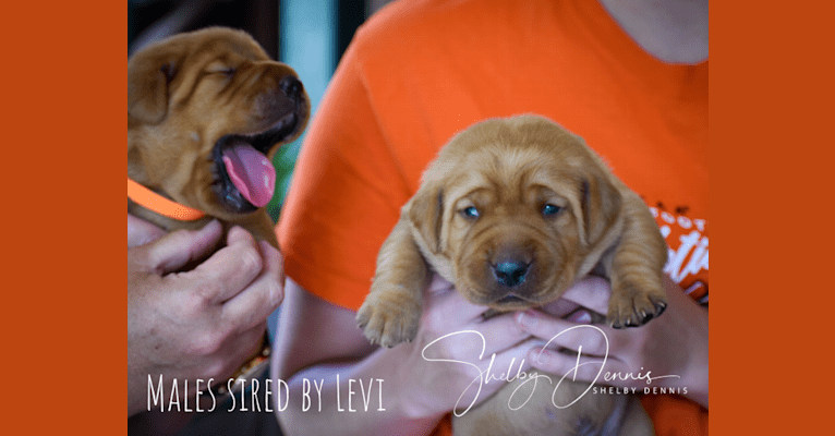 Levi, a Labrador Retriever tested with EmbarkVet.com