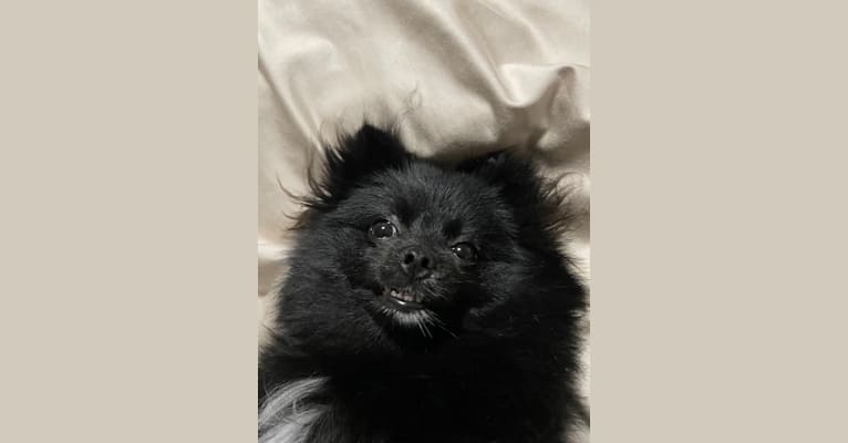 Mhootoon, a Pomeranian and Japanese Spitz mix tested with EmbarkVet.com