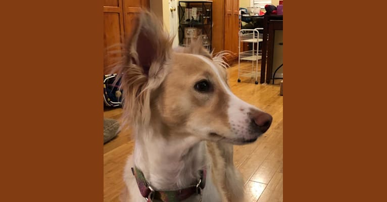 Jasper, an Indian Indigenous Dog tested with EmbarkVet.com