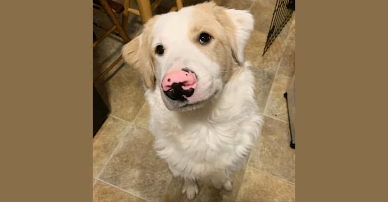 Cupid, a Golden Retriever and Great Pyrenees mix tested with EmbarkVet.com