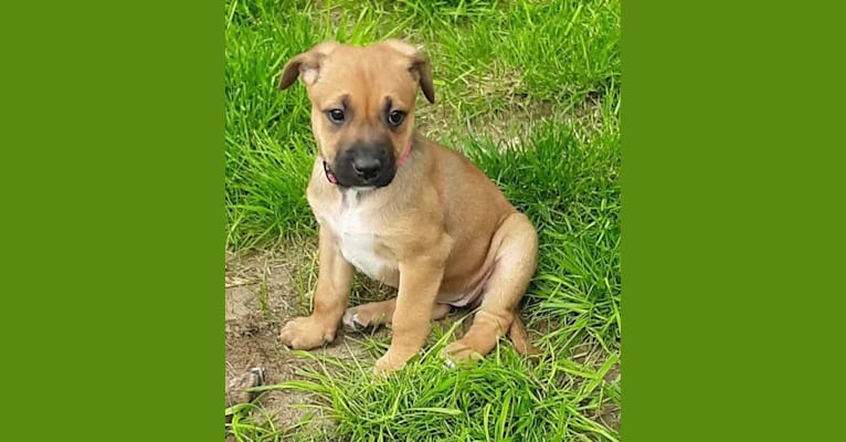 Piper, an American Pit Bull Terrier and Dutch Shepherd mix tested with EmbarkVet.com