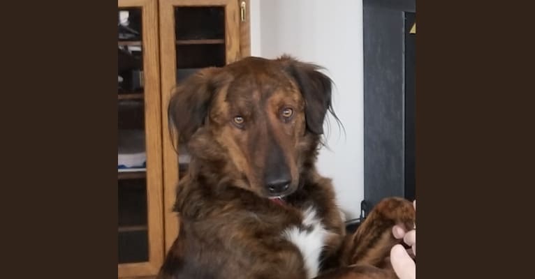 Embark Dog Dna Test Breed