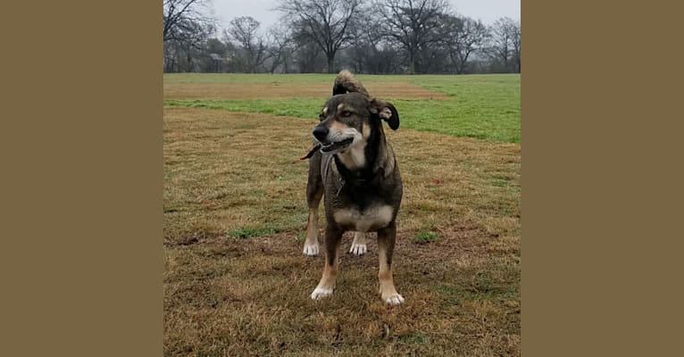 Rasputin, a Chihuahua and German Shepherd Dog mix tested with EmbarkVet.com