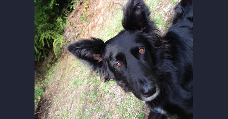 Bats, a Border Collie and Australian Cattle Dog mix tested with EmbarkVet.com