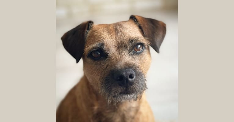 Molly, a Border Terrier and Russell-type Terrier mix tested with EmbarkVet.com