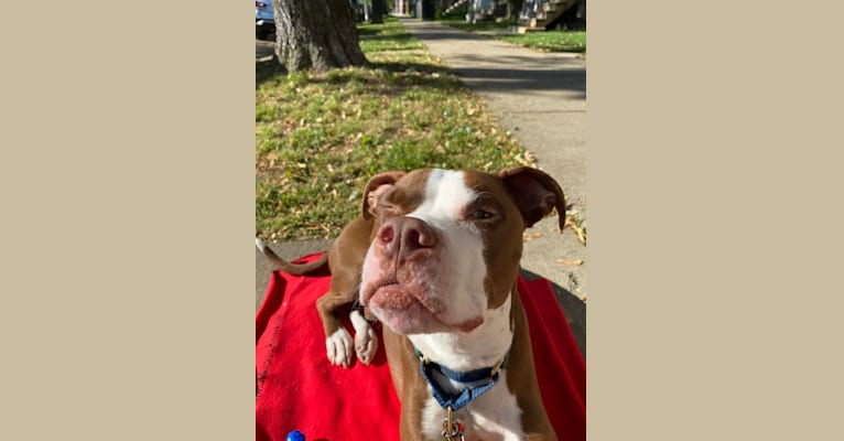 Photo of Drake, an American Pit Bull Terrier  in Minneapolis, MN, USA