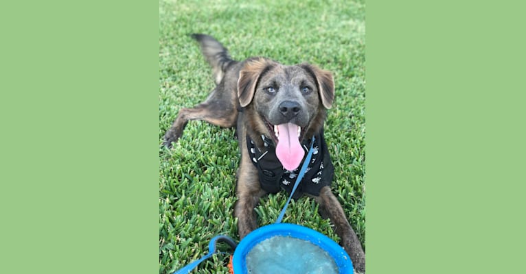 Photo of Beaux, an American Pit Bull Terrier, German Shepherd Dog, Border Collie, and Chow Chow mix in Houston, Texas, USA