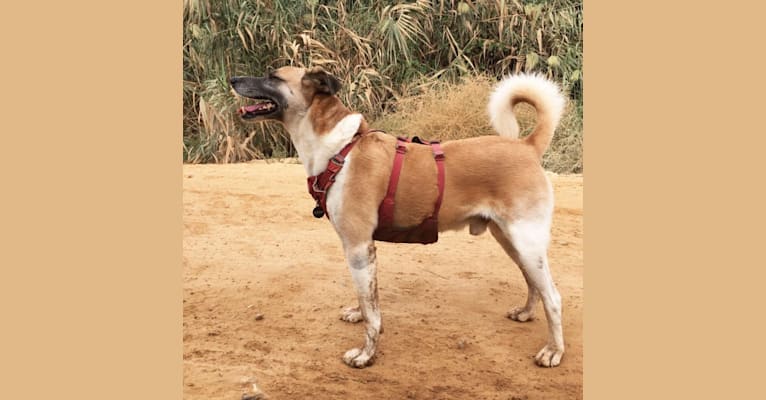 Typhie, an Arabian Village Dog tested with EmbarkVet.com