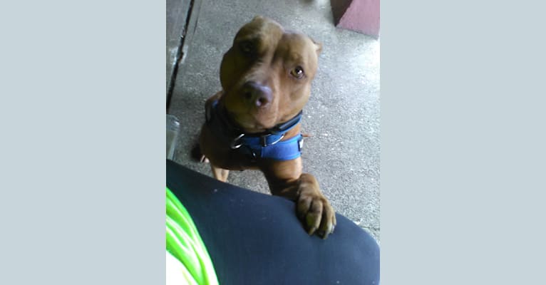 AriYo, an American Pit Bull Terrier tested with EmbarkVet.com