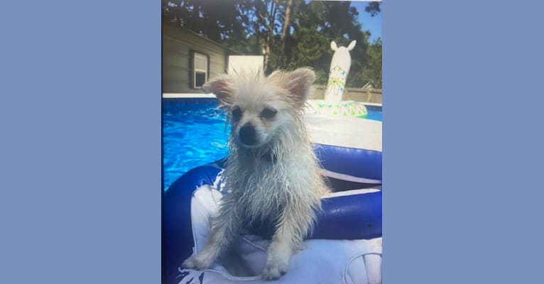 Koda, a Pomeranian tested with EmbarkVet.com