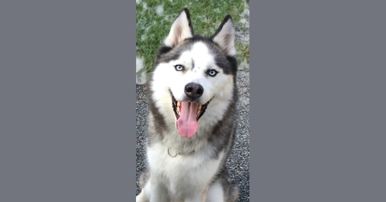 Kenai, a Siberian Husky tested with EmbarkVet.com