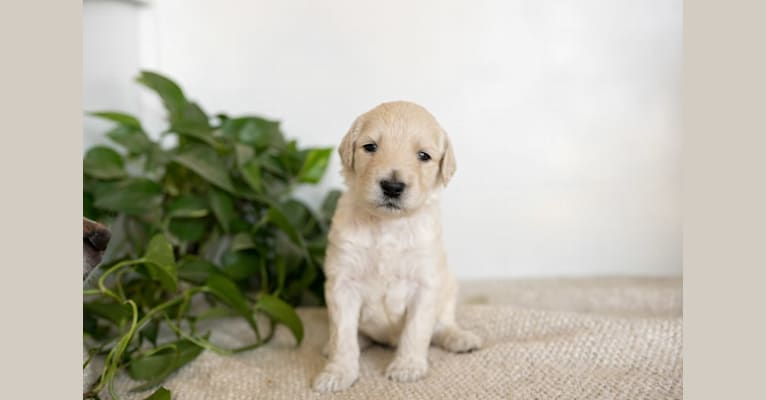 Aladdin, a Goldendoodle tested with EmbarkVet.com