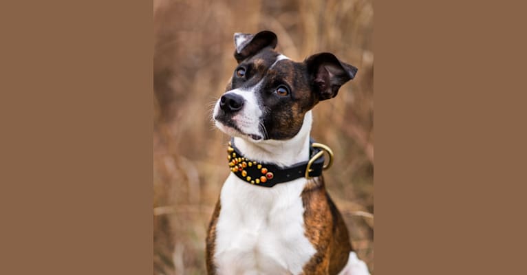 Pan, a Russell-type Terrier and Border Collie mix tested with EmbarkVet.com