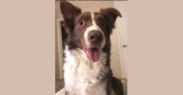Photo of Christopher, an Australian Shepherd and Border Collie mix in Canton, TX, USA