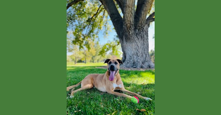 Tahoe, a German Shepherd Dog and Boxer mix tested with EmbarkVet.com
