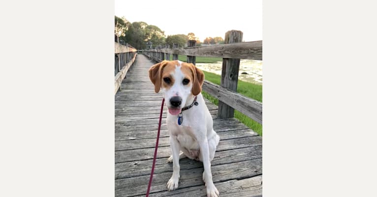 Salem, a Beagle and Staffordshire Terrier mix tested with EmbarkVet.com