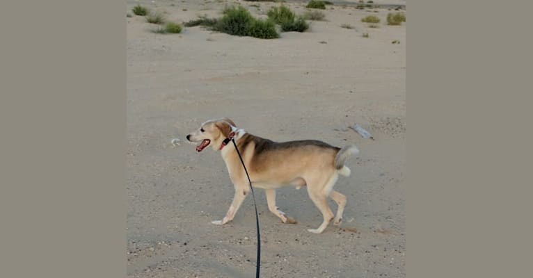 Johnny, a Middle Eastern Village Dog tested with EmbarkVet.com