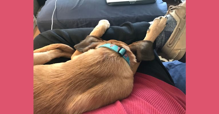 Roux, a Belgian Malinois and Beagle mix tested with EmbarkVet.com