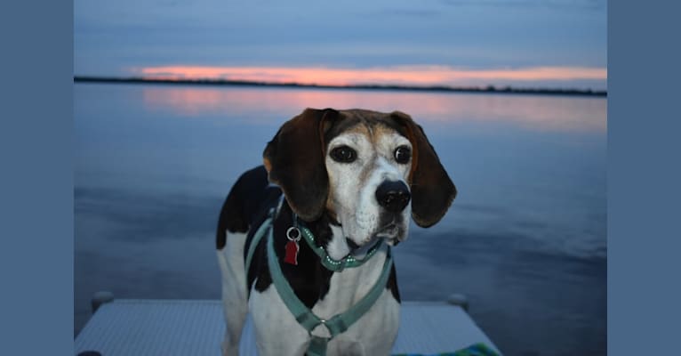 Rosie, a Treeing Walker Coonhound tested with EmbarkVet.com