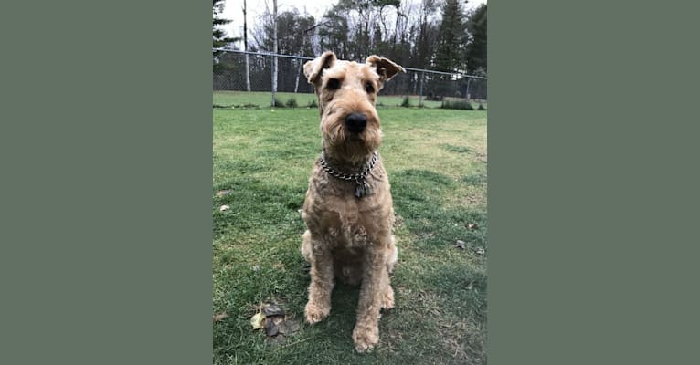 Jeter, an Airedale Terrier tested with EmbarkVet.com