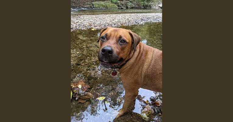 Photo of Luca, a Rottweiler and American Pit Bull Terrier mix in Paramus, New Jersey, USA