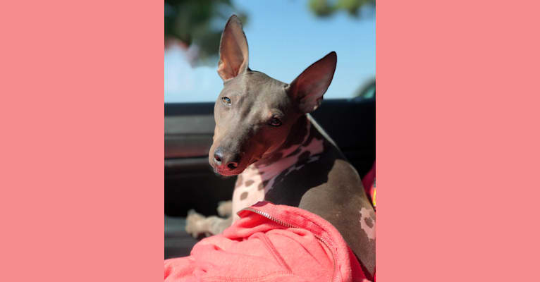 Louie, an American Hairless Terrier tested with EmbarkVet.com